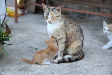 Dışarıdaki kedileriyle sevimli bir kedi.