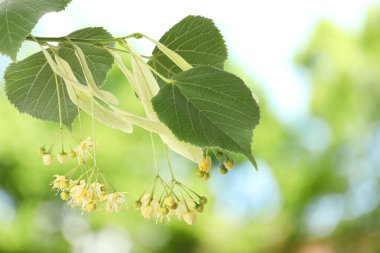 Yaprakları ve çiçekleri olan ıhlamur ağacı dalı, yakın plan.