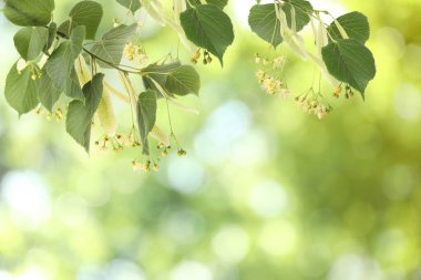 Yaprakları ve çiçekleri olan ıhlamur ağacı dalları, yakın plan. Metin için boşluk