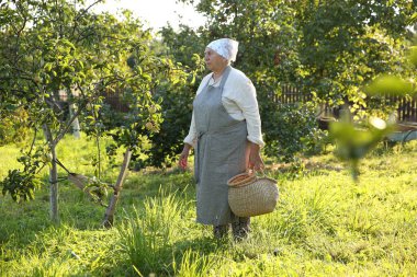 Bahçede bir sepet taze elmayla kıdemli çiftçi.