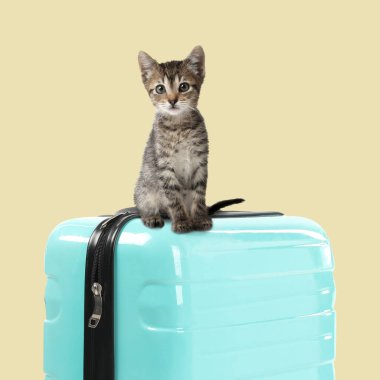 Turkuaz çantalı sevimli kedi yavrusu soluk sarı arka planda