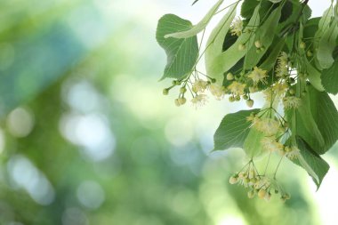 Yaprakları ve çiçekleri olan ıhlamur ağacı dalları, yakın plan. Metin için boşluk