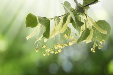 Yaprakları ve çiçekleri olan ıhlamur ağacı dalı, yakın plan.
