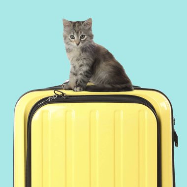 Sarı bavulun üzerinde açık mavi arka planda sevimli bir kedi yavrusu.