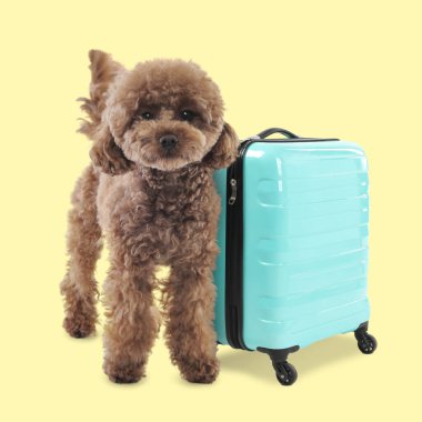 Tatlı Maltipoo köpeği ve soluk sarı arka planda turkuaz bavul.