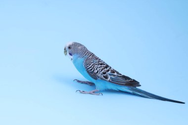 Açık mavi arka planda güzel parlak bir papağan. Egzotik hayvan
