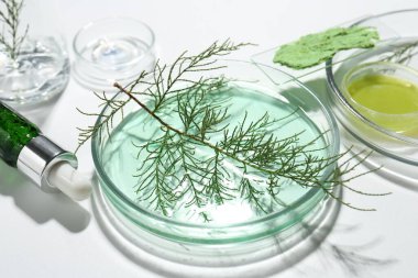 Beyaz arka planda yeşil dalları ve kozmetik ürünleri olan petri kapları, yakın plan