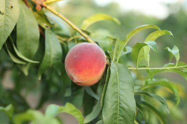 Bahçedeki ağaç dalında olgun şeftali, yakın plan.