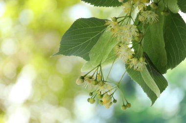 Yaprakları ve çiçekleri olan ıhlamur ağacı dalları, yakın plan. Metin için boşluk