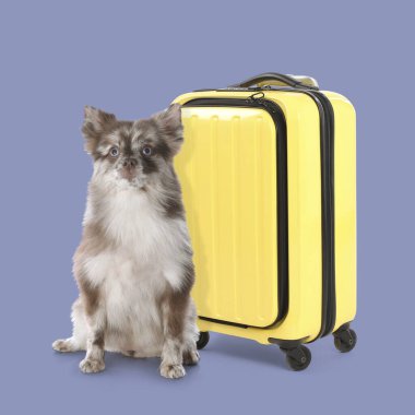 Şirin tüylü bir köpek ve sarı bir bavul.