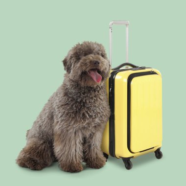 Açık yeşil arka planda sevimli köpek ve sarı bavul.