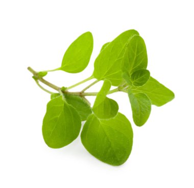 Taze yeşil kekik suyu beyazda izole edilmiş.