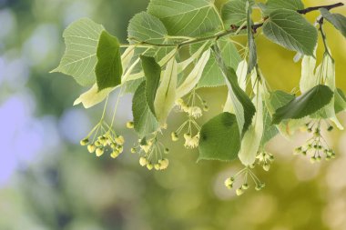 Yaprakları ve çiçekleri olan ıhlamur ağacı dalı, yakın plan.