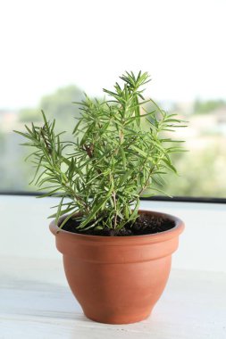 Pencere kenarında biberiye bitkisi yetişiyor. Aromatik bitki