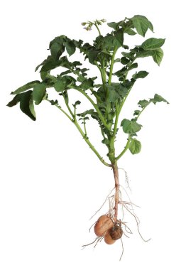 Bembeyaz yumrulu patates fabrikası.