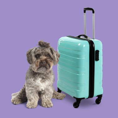 Menekşe arka planda şirin köpek ve turkuaz bavul.