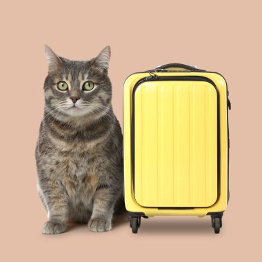 Koyu bej arka planda sevimli kedi ve sarı bavul.