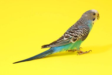 Beautiful parrot on yellow background. Exotic pet