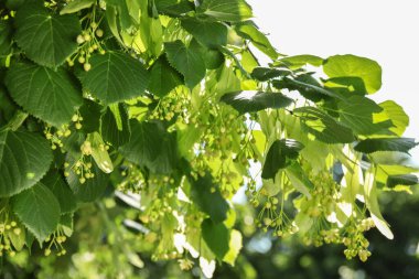 Çiçekleri ve yeşil yaprakları olan güzel ıhlamur ağacı.