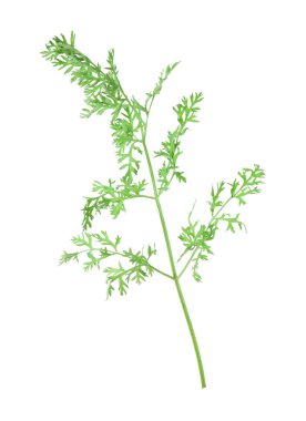 Bir yeşil havuç dalı beyaza izole edilmiş