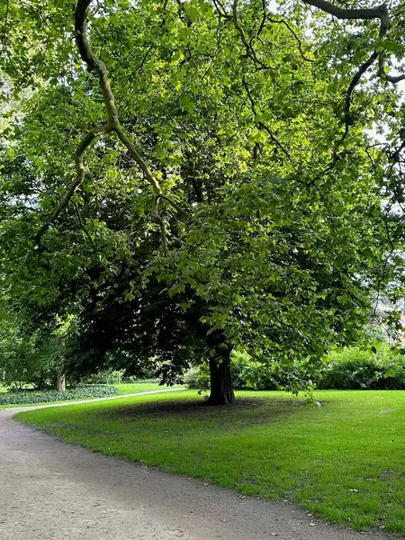 Patikalı ve ağaçlı güzel bir park manzarası.