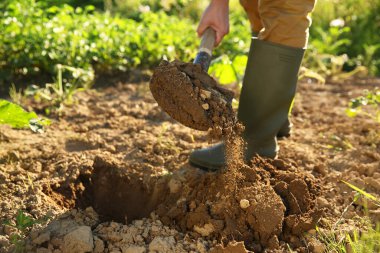 Güneşli bir günde kürekle toprak kazan çiftçi, yakın plan.