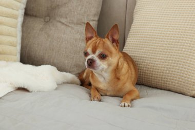 Odadaki tatlı Chihuahua köpeği.