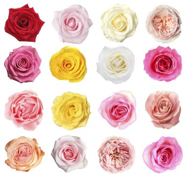 Birçok güzel gül beyaz sette soyutlandı.