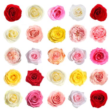 Birçok güzel gül beyaz sette soyutlandı.