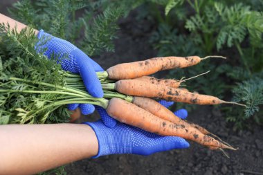 Eldivenli çiftçi bahçede taze havuç tutuyor, yakın plan.