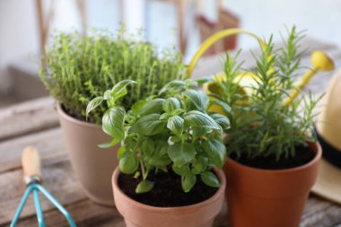 Tahta masadaki saksılarda farklı otlar yetişiyor.