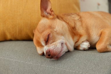 Şirin Chihuahua köpeği odada kanepede uyuyor.