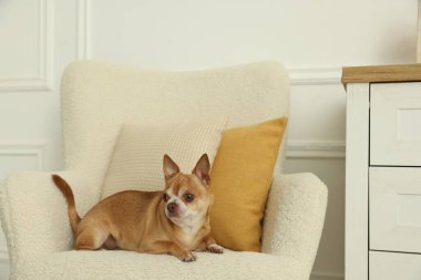 Şirin Chihuahua köpeği evde koltukta yatıyor.