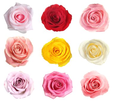 Birçok güzel gül beyaz sette soyutlandı.