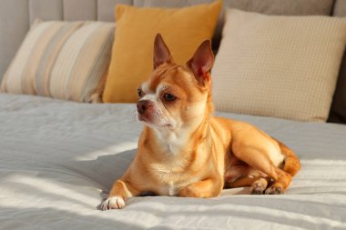 Odadaki tatlı Chihuahua köpeği.