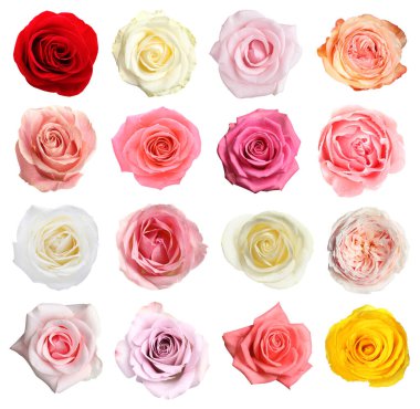 Birçok güzel gül beyaz sette soyutlandı.