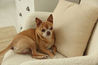 Şirin Chihuahua köpeği evde koltukta yatıyor.