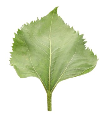 Bir yeşil ayçiçeği yaprağı beyaza izole edilmiş