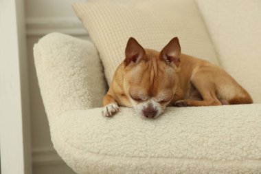 Şirin Chihuahua köpeği evde koltukta yatıyor.
