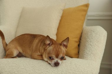 Şirin Chihuahua köpeği evde koltukta yatıyor.