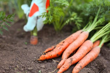 Bahçedeki topraktan havuç toplayan çiftçi, havuç yığınına odaklan.