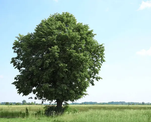 Dışarıda yetişen yeşil yapraklı güzel ağaç.