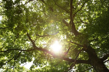 Ormandaki güzel yeşil ağaç, alçak açı