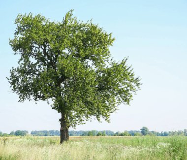 Dışarıda yetişen yeşil yapraklı güzel ağaç.