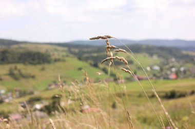 Dağlarda büyüyen bir çok güzel diken, yakın plan