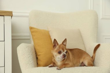Şirin Chihuahua köpeği evde koltukta yatıyor.