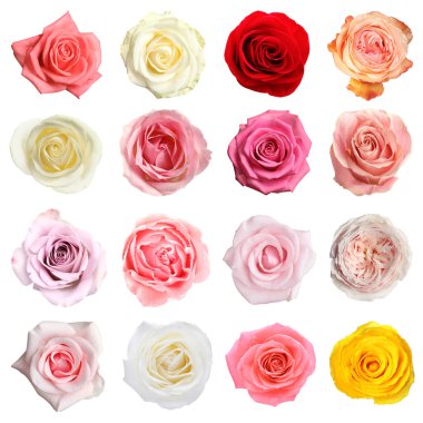 Birçok güzel gül beyaz sette soyutlandı.