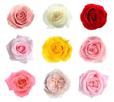 Birçok güzel gül beyaz sette soyutlandı.