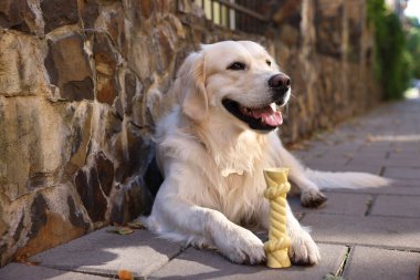 Tatlı Golden Retriever köpeği oyuncakla dışarıda yatıyor.