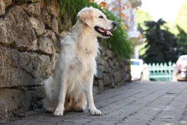 Şehir caddesinde oturan sevimli Golden Retriever köpeği, alçak açılı.